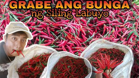 siling pula|Siling Labuyo .